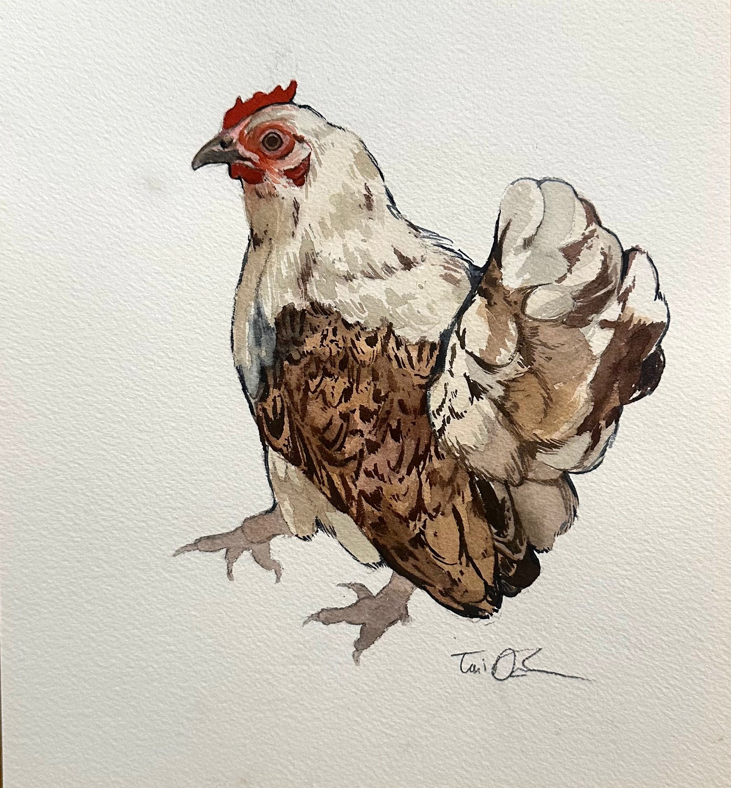 Chicken Sketch