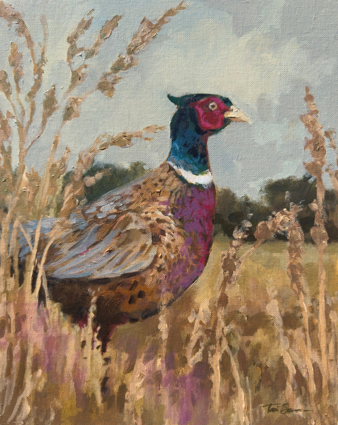 Pheasant