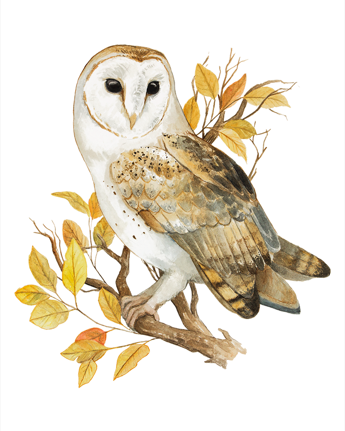 Barn Owl