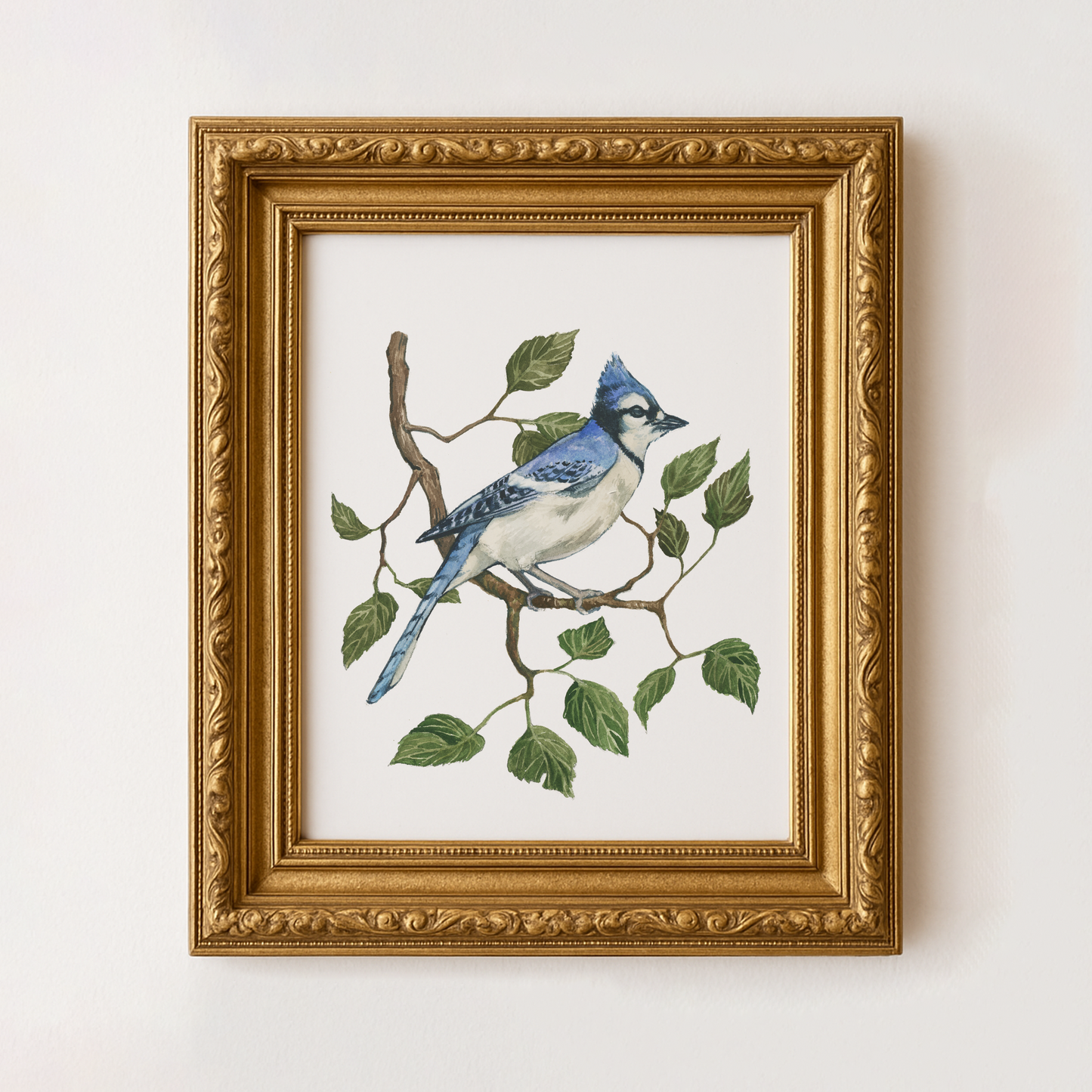 Blue Jay