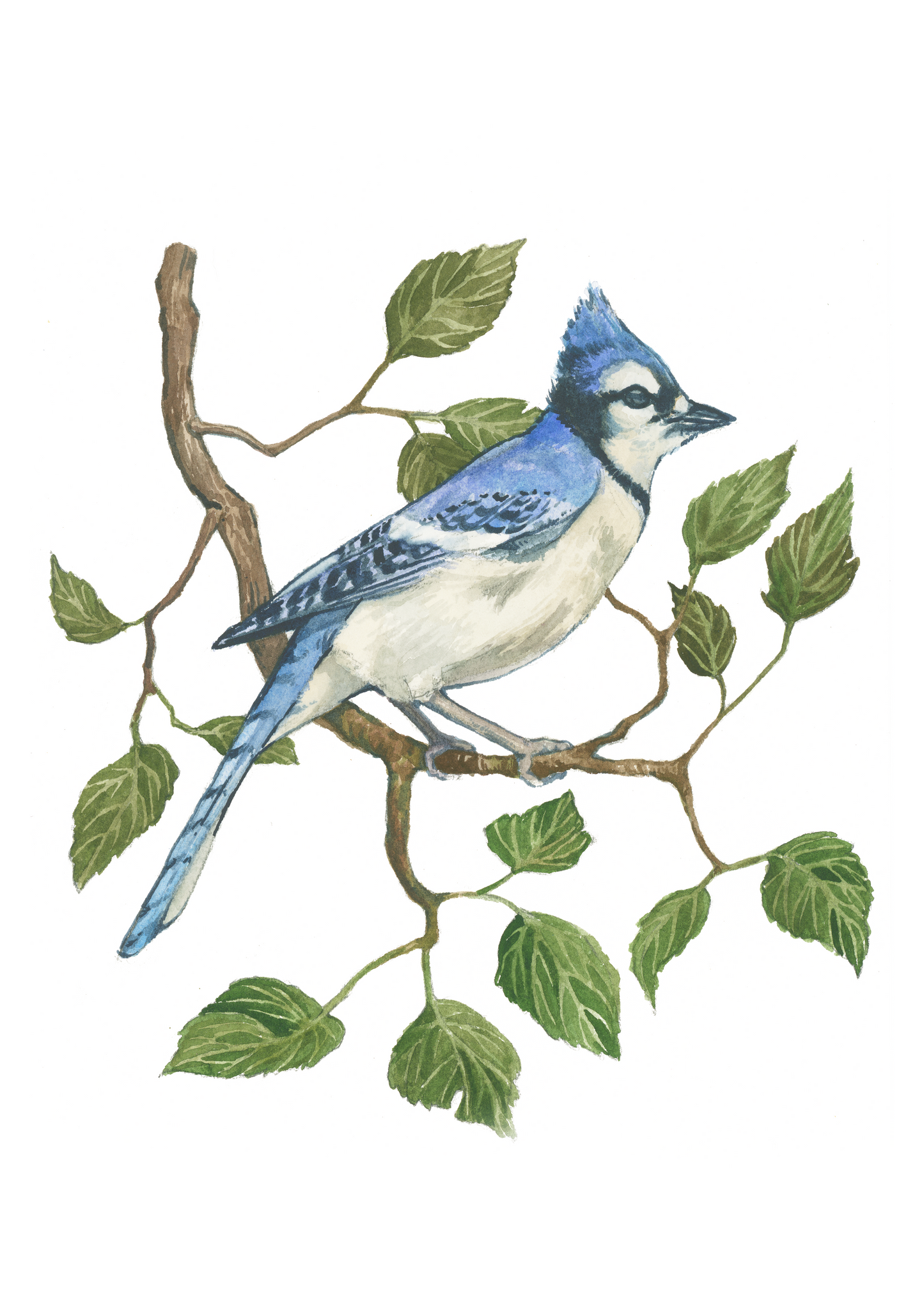 Blue Jay