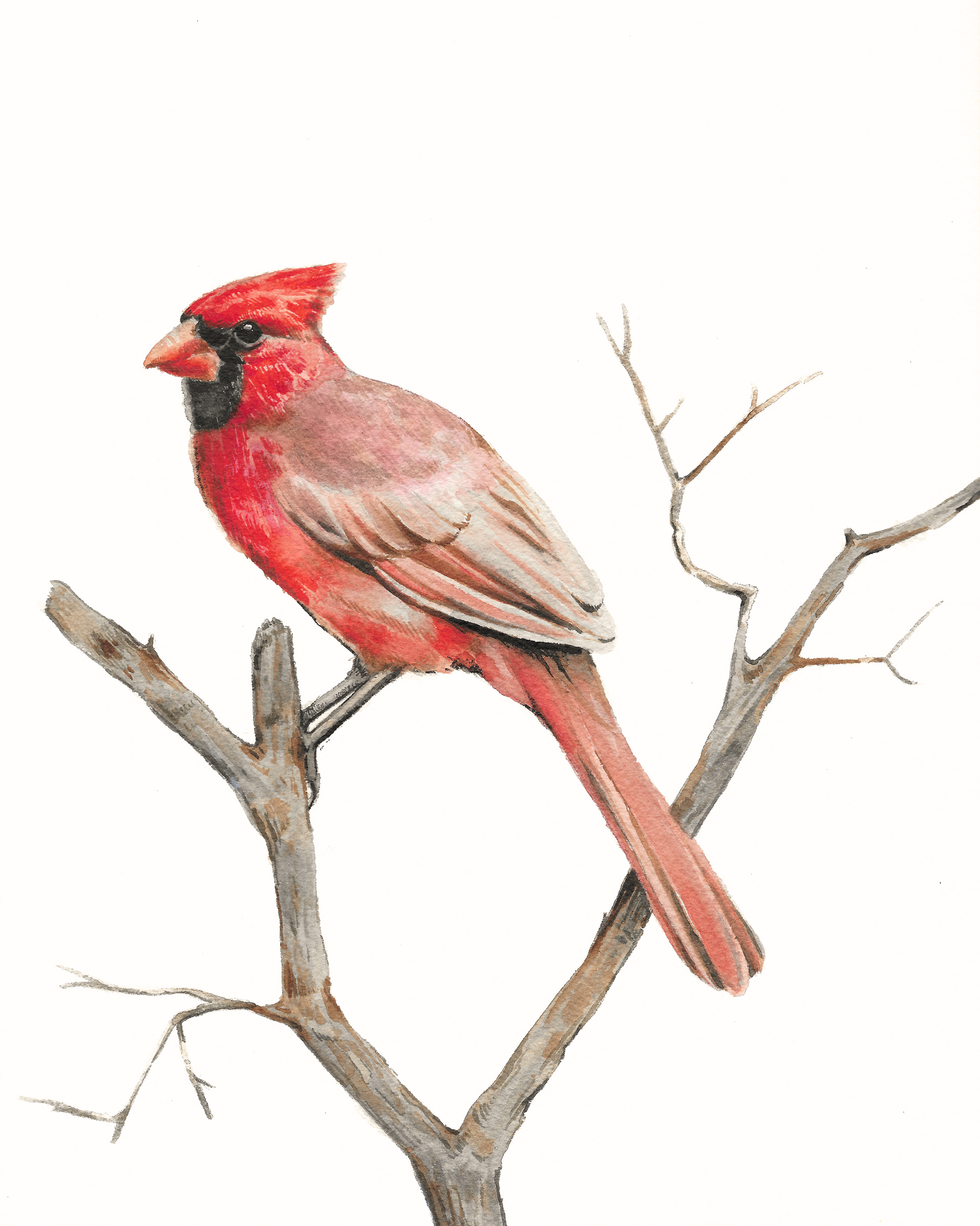 Cardinal