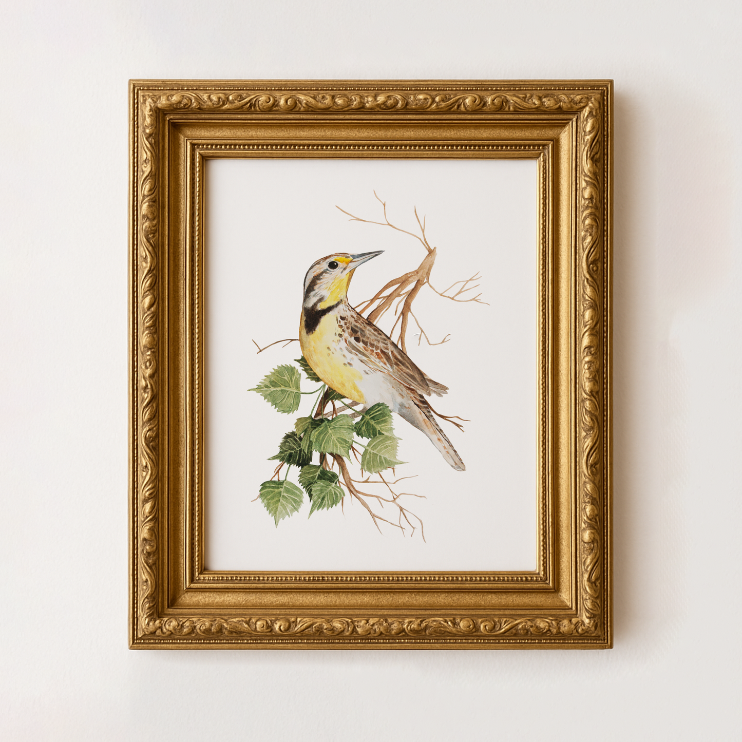 Meadowlark
