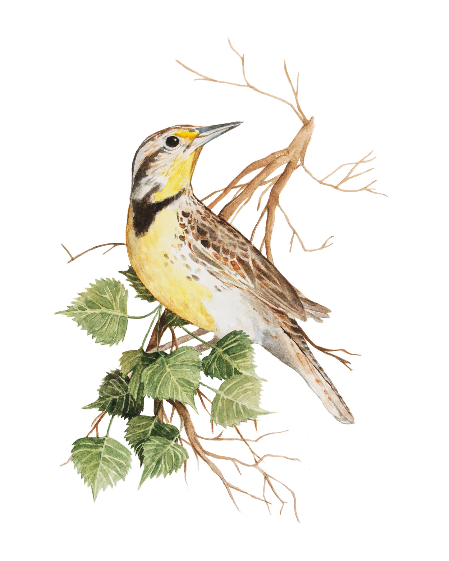 Meadowlark