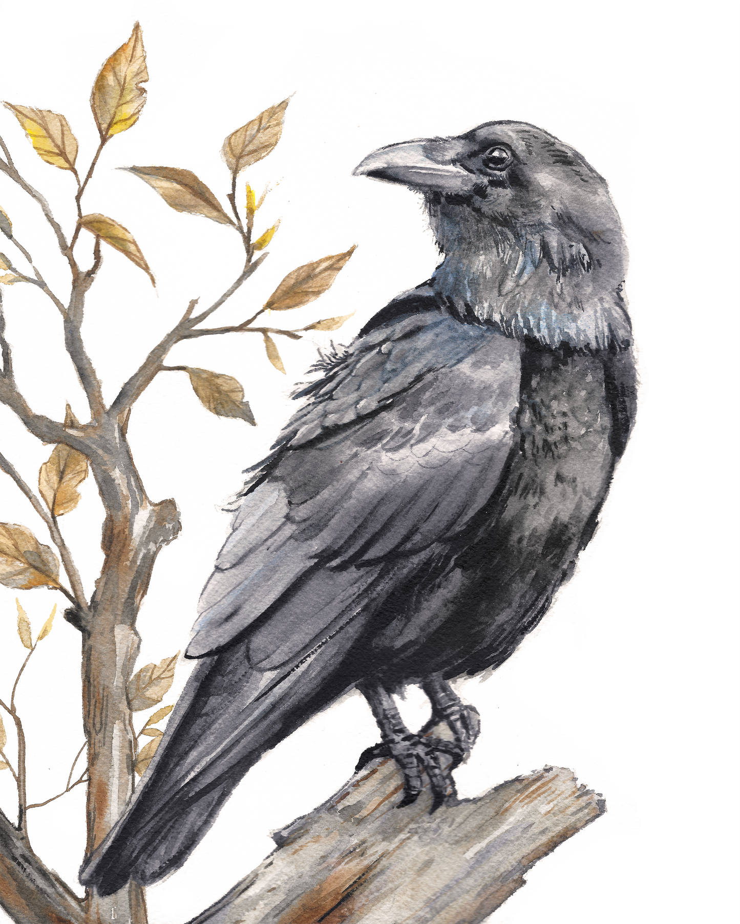 Raven