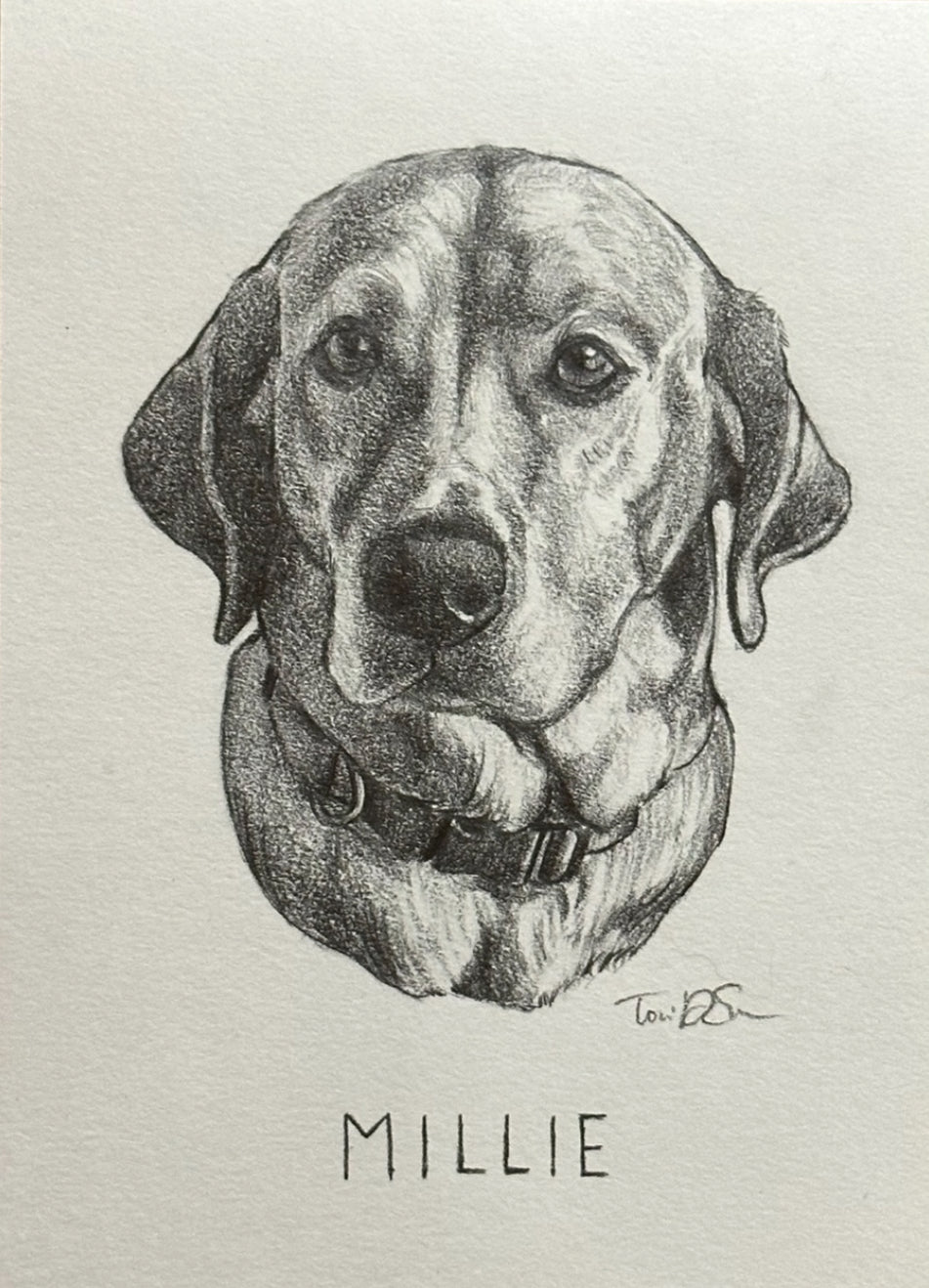 Pencil Pet Portrait