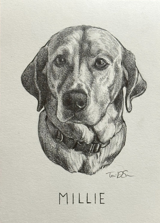 Pencil Pet Portrait