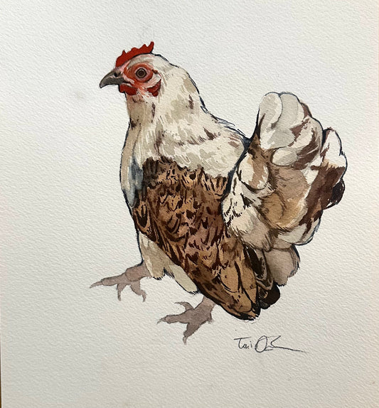 Chicken Sketch