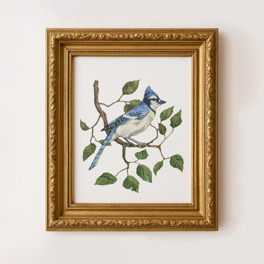 Blue Jay